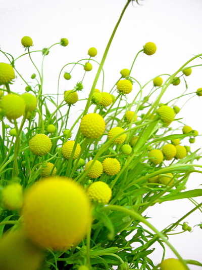 セファロフォラ アロマティカ