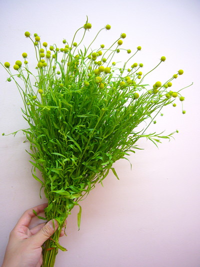 セファロフォラ アロマティカ