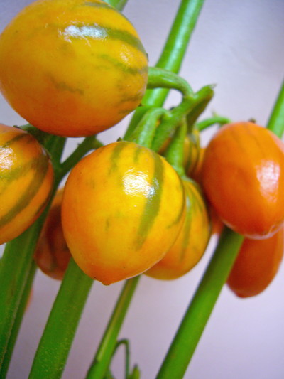 ソラナムトーガ