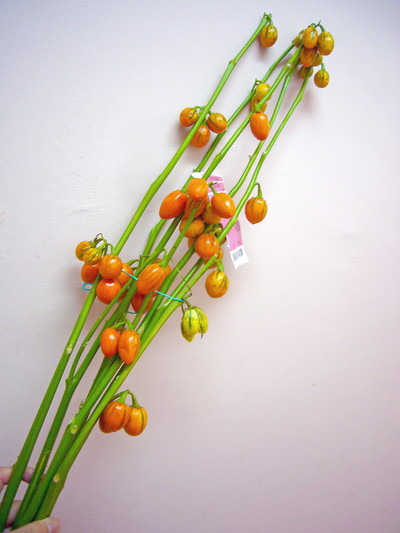 ソラナムトーガ