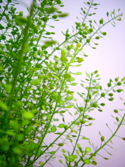 タラスピ オフリアム