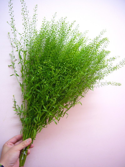 タラスピ オフリアム