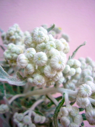 ダスティーミラー