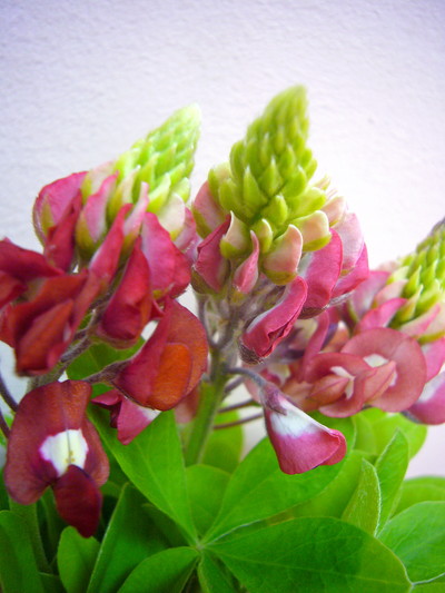 テキサスマルーン