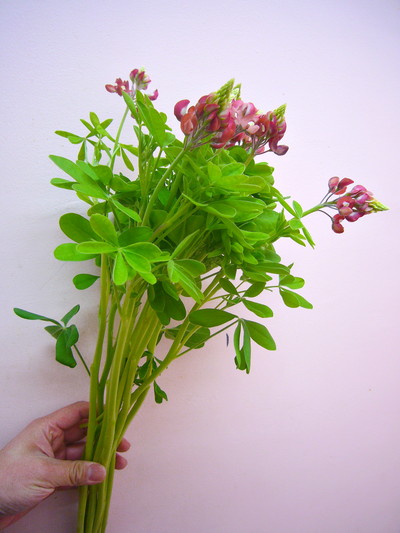 テキサスマルーン