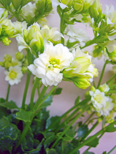 テンダーホワイト