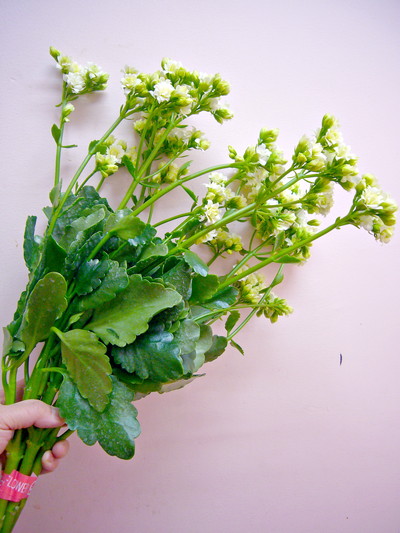 テンダーホワイト