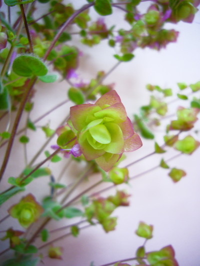 ディクタムナス