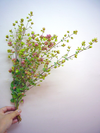 ディクタムナス