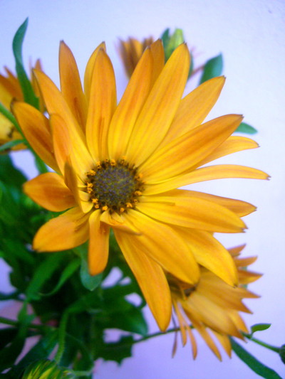 デモルサンセット