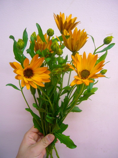 デモルサンセット