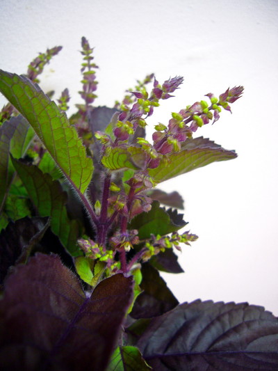 トゥルシーバジル