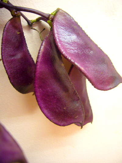 ドリコス ルビー