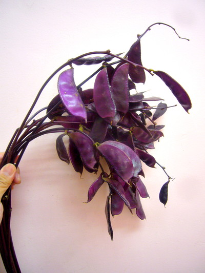 ドリコス ルビー