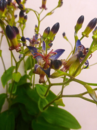 ニイタカホトトギス