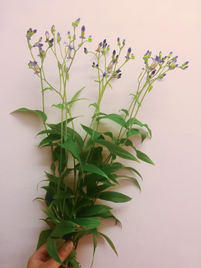 ニイタカホトトギス