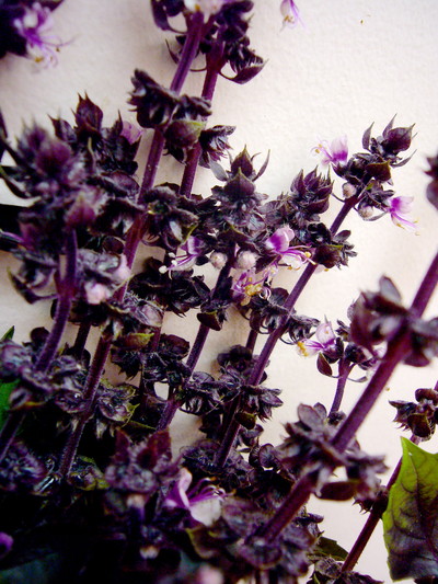 バジル レッドルビン