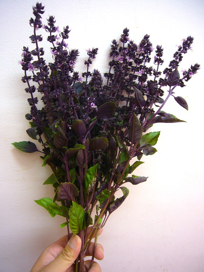 バジル レッドルビン