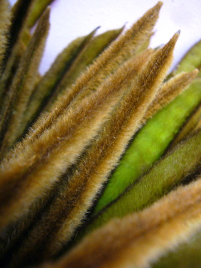 バニラビーンズシナモン