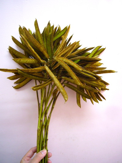 バニラビーンズシナモン