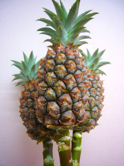 パイナップル 枝付き