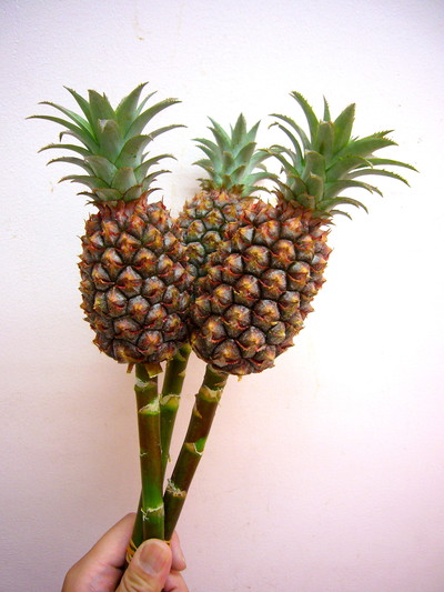 パイナップル 枝付き