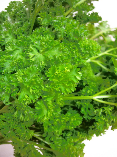パセリ