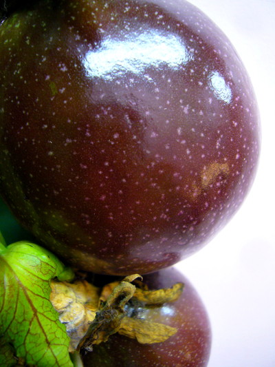 パッションF ルビースター