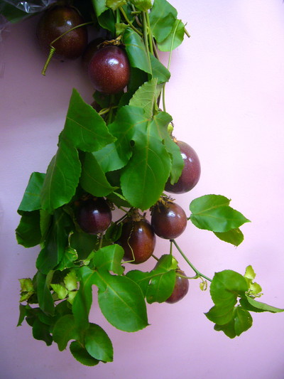 パッションF ルビースター