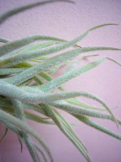 パラセアメジャー