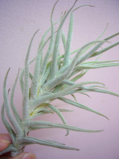 パラセアメジャー