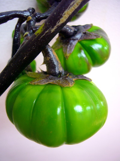 パンプキン（ソラナム）