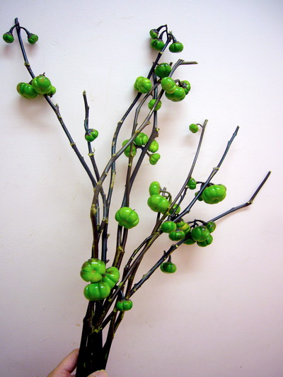 パンプキン（ソラナム）