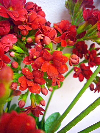 ビューティフルレッド