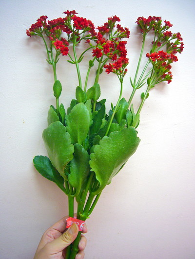 ビューティフルレッド