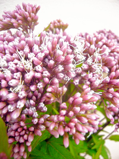 フジバカマ ピンク