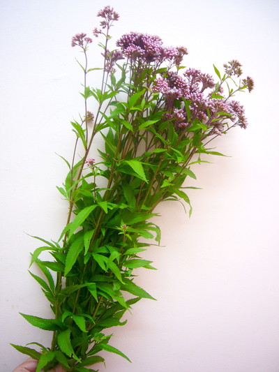 フジバカマ ピンク