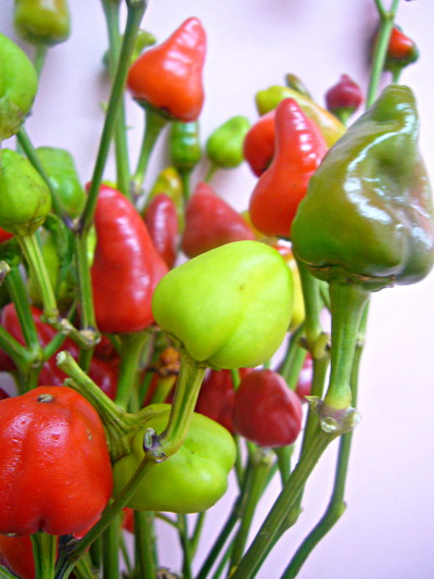 フリーズドルフレッド