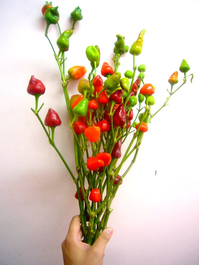 フリーズドルフレッド