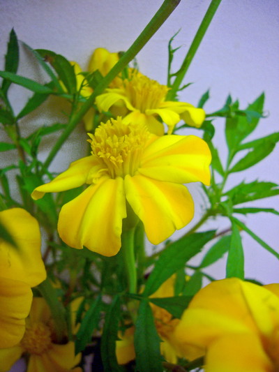 フレンチマリーゴールド