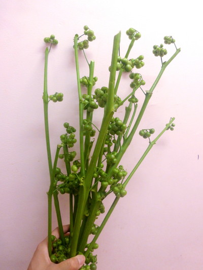 ブラックパールG