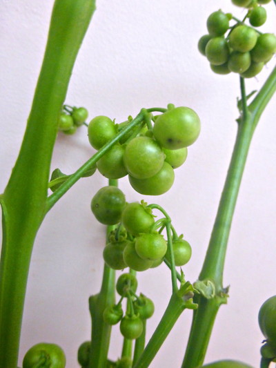 ブラックパールG