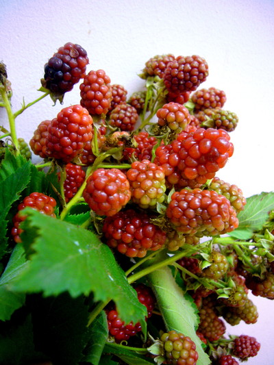 ブラックベリー