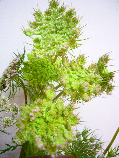 ブラックレースフラワー