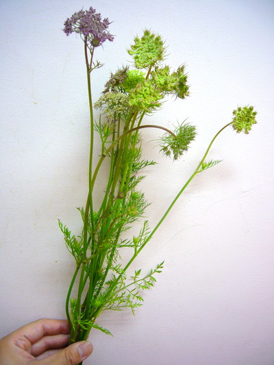 ブラックレースフラワー