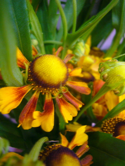 ヘレニュームレッド