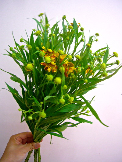 ヘレニュームレッド