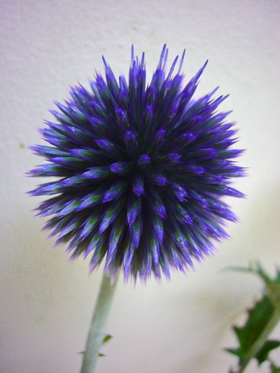 ベッチーズブルー