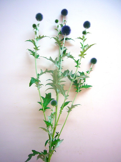 ベッチーズブルー