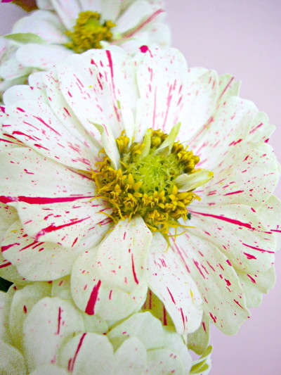 ペパーミントスティック